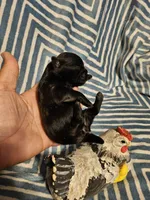 Blue , a male Shih Tzu for sale in Diamond, MO – Photo 8 of 9