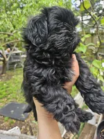 Blue, a male Shih Tzu for sale in Diamond, MO – Photo 5 of 6