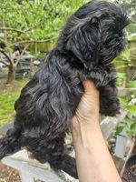 Blue, a male Shih Tzu for sale in Diamond, MO – Photo 2 of 6
