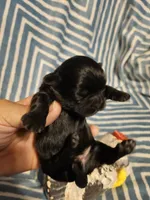 Blue , a male Shih Tzu for sale in Diamond, MO – Photo 2 of 9