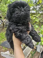 Blue, a male Shih Tzu for sale in Diamond, MO – Photo 4 of 6