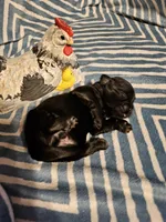 Blue , a male Shih Tzu for sale in Diamond, MO – Photo 6 of 9