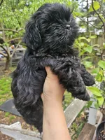 Blue, a male Shih Tzu for sale in Diamond, MO – Photo 1 of 6