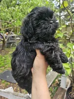 Blue, a male Shih Tzu for sale in Diamond, MO – Photo 6 of 6