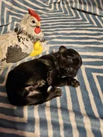 Blue , a male Shih Tzu for sale in Diamond, MO – Photo 5 of 9