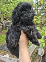 Blue, a male Shih Tzu for sale in Diamond, MO – Photo 3 of 6