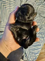 Blue , a male Shih Tzu for sale in Diamond, MO – Photo 1 of 9