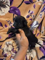 Cleo , a female Chihuahua and Shih Tzu for sale in Diamond, MO – 8 of 10
