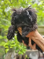 Ivy, a female Shih Tzu for sale in Diamond, MO – 2 of 10