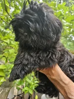 Ollie , a male Shih Tzu for sale in Diamond, MO – 8 of 10