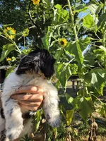 Toby, a male Shih Tzu for sale in Diamond, MO – 6 of 8