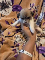 Maggie , a female Chihuahua and Shih Tzu for sale in Diamond, MO – 2 of 10
