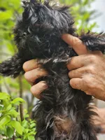 Ivy, a female Shih Tzu for sale in Diamond, MO – 7 of 10