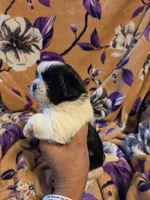 Sam , a male Shih Tzu for sale in Diamond, MO – 5 of 10