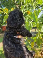 Tiana, a female Shih Tzu for sale in Diamond, MO – 6 of 9