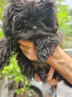 Ivy, a female Shih Tzu for sale in Diamond, MO – 4 of 10