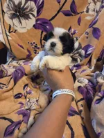Sam , a male Shih Tzu for sale in Diamond, MO – 8 of 10