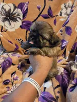 Marcus , a male Shih Tzu for sale in Diamond, MO – 3 of 10