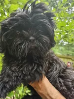 Ollie , a male Shih Tzu for sale in Diamond, MO – 6 of 10