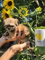 Sugar, a female Shih Tzu for sale in Diamond, MO – 8 of 9