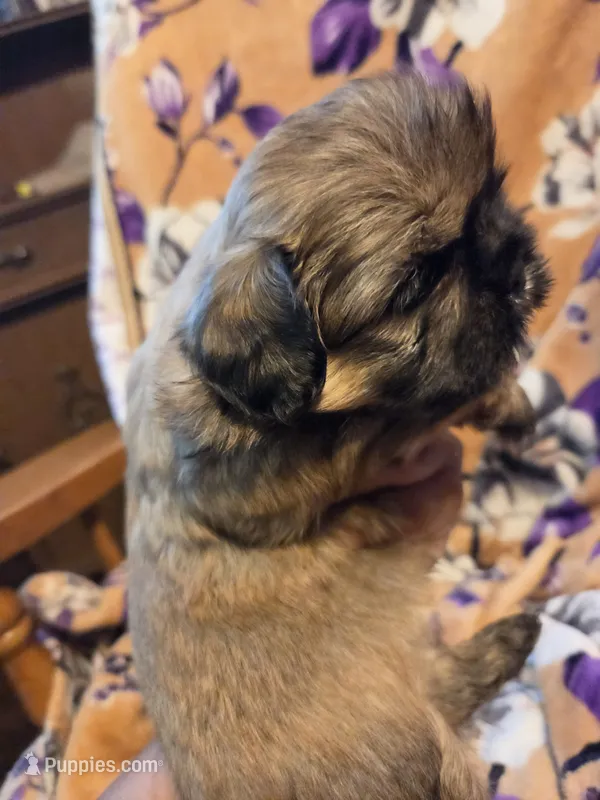 Marcus  – Shih Tzu puppy for sale in Diamond, MO