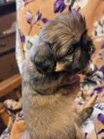 Marcus , a male Shih Tzu for sale in Diamond, MO – 1 of 10