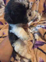 Mateo, a male Shih Tzu for sale in Diamond, MO – 2 of 10