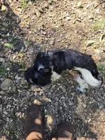 Luke, a male Shih Tzu for sale in Diamond, MO – 8 of 10
