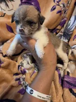 Maggie , a female Chihuahua and Shih Tzu for sale in Diamond, MO – 6 of 10