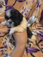 Mateo, a male Shih Tzu for sale in Diamond, MO – 3 of 10