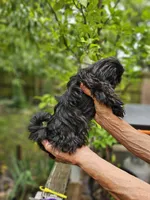 Maiya....., a female Shih Tzu for sale in Diamond, MO – 3 of 10