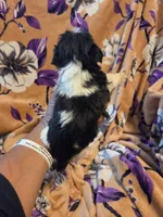 Mateo, a male Shih Tzu for sale in Diamond, MO – 5 of 10