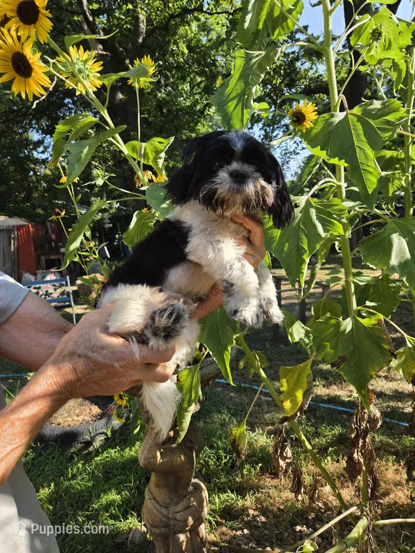 Toby. .. – Shih Tzu puppy for sale in Diamond, MO