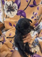 Cleo , a female Chihuahua and Shih Tzu for sale in Diamond, MO – 10 of 10
