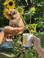 Sugar, a female Shih Tzu for sale in Diamond, MO – 3 of 9