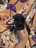 Cleo , a female Chihuahua and Shih Tzu for sale in Diamond, MO – 6 of 10