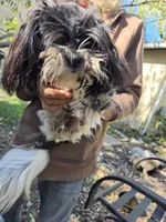 Luke, a male Shih Tzu for sale in Diamond, MO – 6 of 10