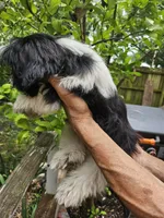 Mark, a male Shih Tzu for sale in Diamond, MO – 7 of 8