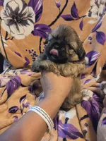 Marcus , a male Shih Tzu for sale in Diamond, MO – 9 of 10
