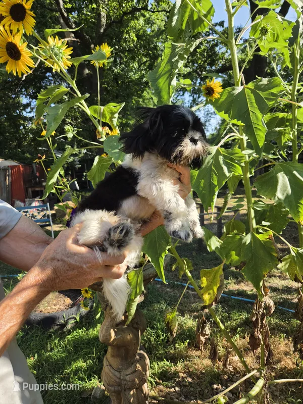 Mark ..  – Shih Tzu puppy for sale in Diamond, MO