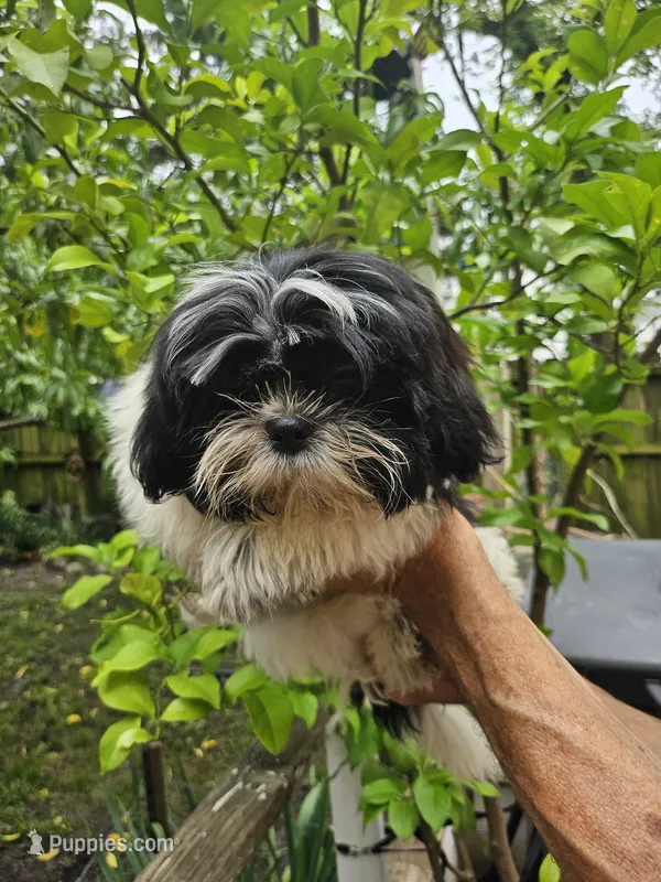 Bruce ... – Shih Tzu puppy for sale in Diamond, MO