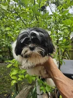 Bruce ...., a male Shih Tzu for sale in Diamond, MO – 1 of 10