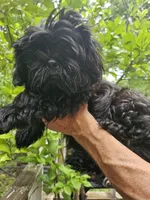 Ollie , a male Shih Tzu for sale in Diamond, MO – 3 of 10