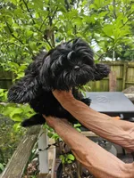 Ollie , a male Shih Tzu for sale in Diamond, MO – 7 of 10