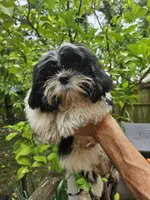 Bruce ...., a male Shih Tzu for sale in Diamond, MO – 8 of 10
