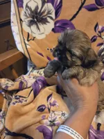 Marcus , a male Shih Tzu for sale in Diamond, MO – 10 of 10