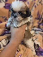 Milo, a male Shih Tzu for sale in Diamond, MO – 7 of 10