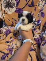 Sam , a male Shih Tzu for sale in Diamond, MO – 2 of 10