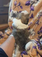 Milo, a male Shih Tzu for sale in Diamond, MO – 9 of 10