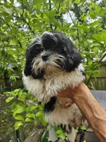 Bruce ...., a male Shih Tzu for sale in Diamond, MO – 6 of 10